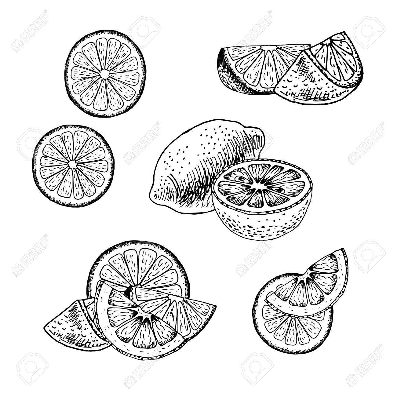 1300x1300 Hand Drawn Set Of Lemon. Retro Isolated Sketches. Vintage