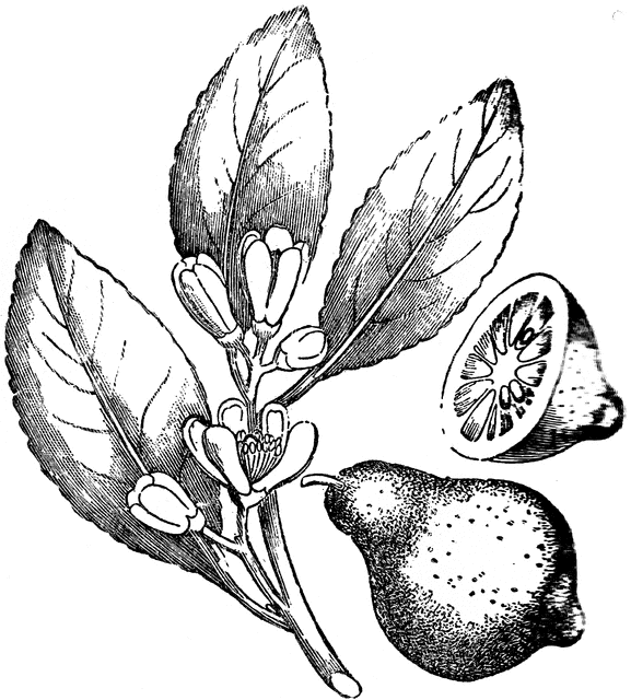 577x640 Lemon Clipart Etc