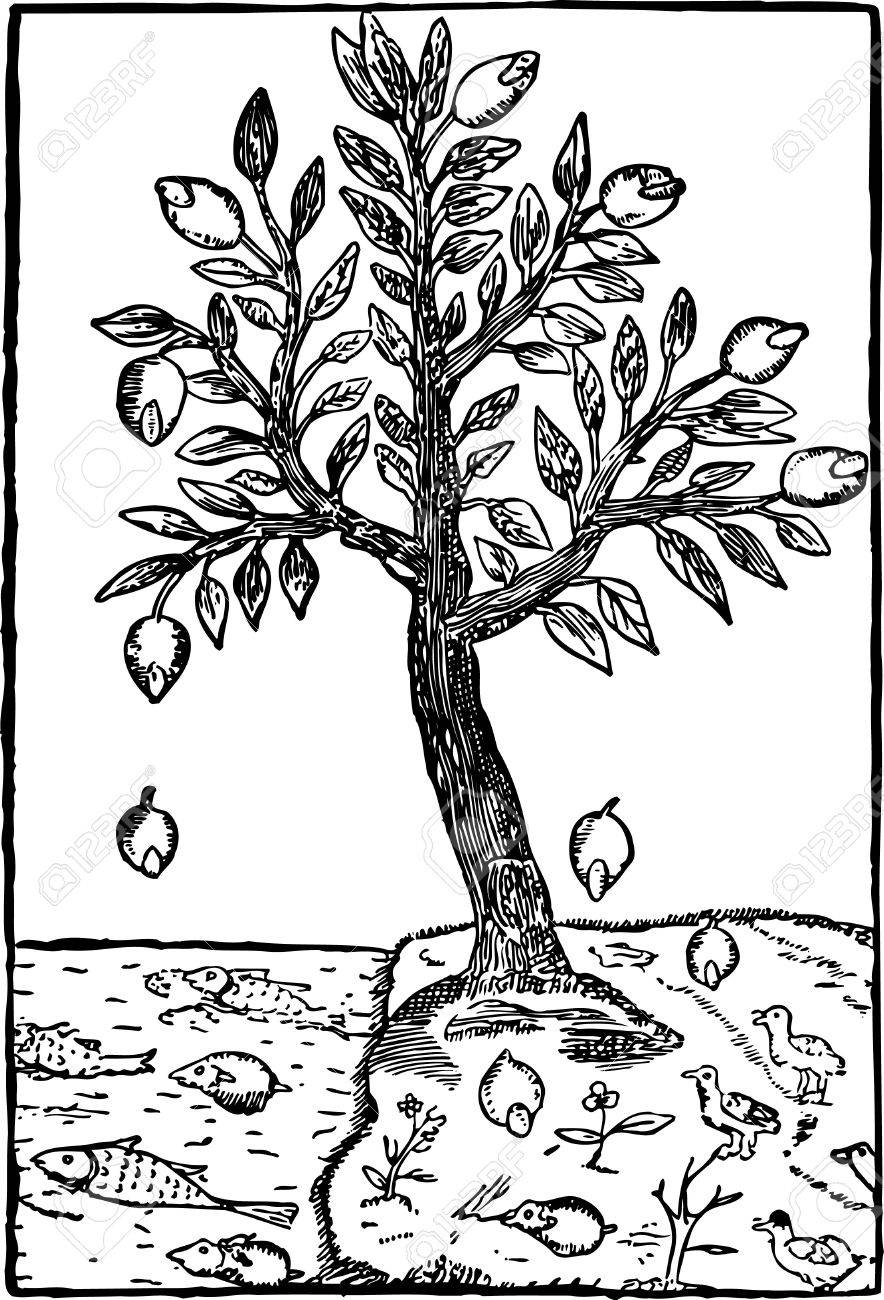 884x1300 Lemon Tree By The Sea Royalty Free Cliparts, Vectors, And Stock