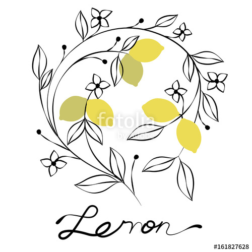 500x500 Branch Of Lemon Tree With Flowers And Leaves. Vector Illustration