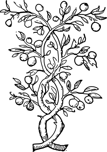 420x598 Orange Tree Drawing Clipart Panda