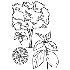 230x230 Top 10 Lemon Coloring Pages For Toddlers