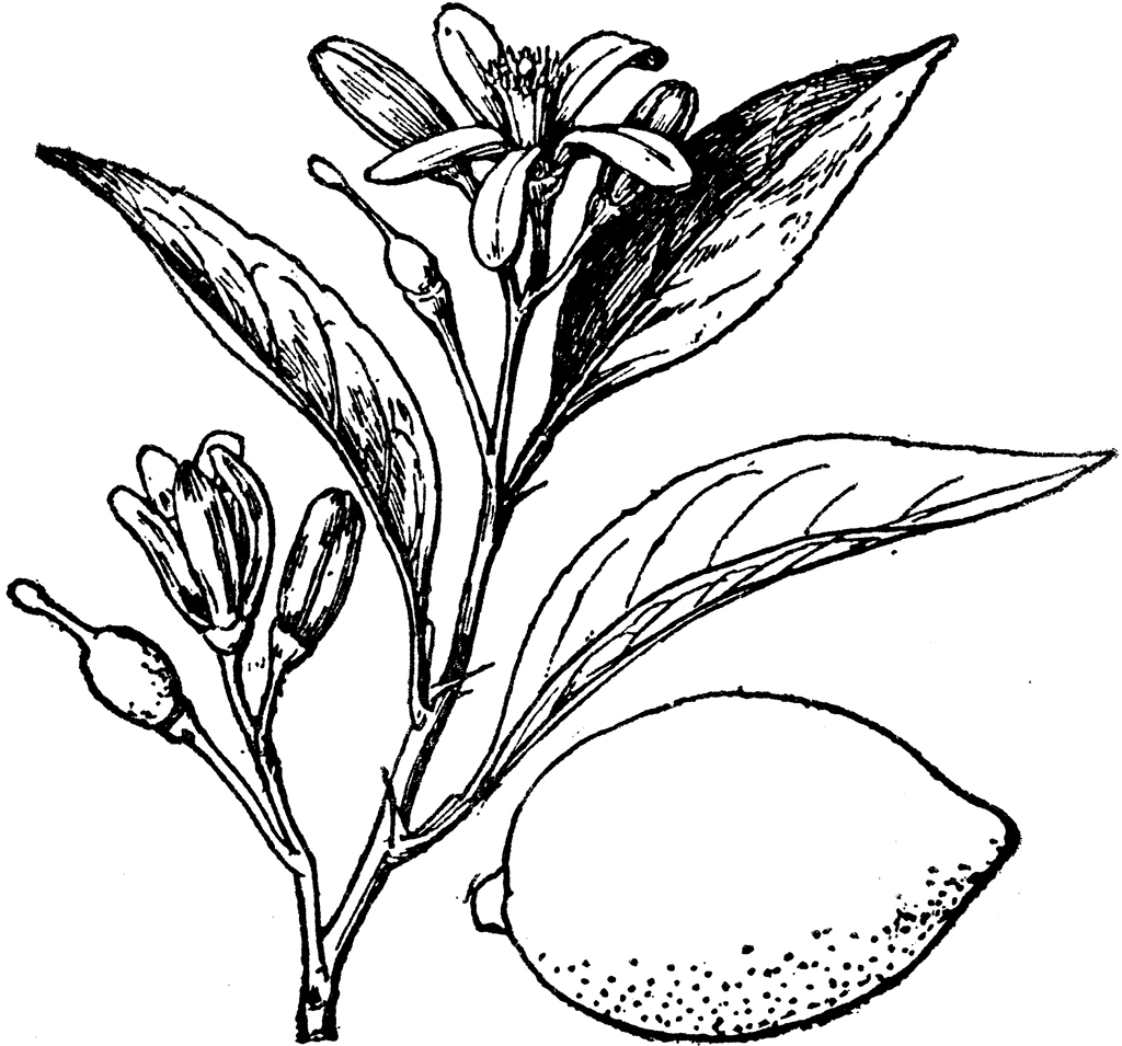 1024x955 Lemon Line Drawing