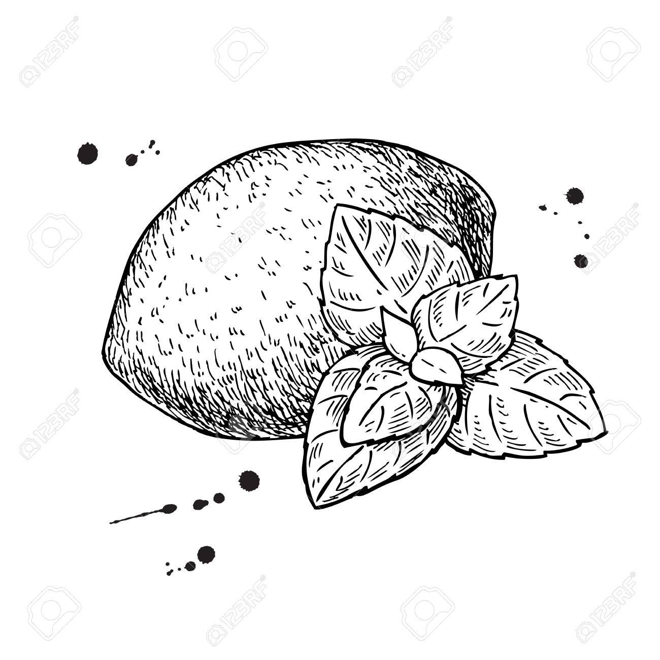 1300x1300 Vector Lemons And Mint. Isolated Drawing On White Background