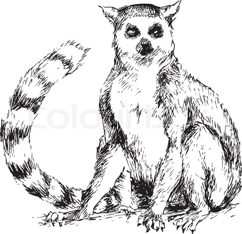 800x772 Hand Drawn Lemur Stock Vector Colourbox