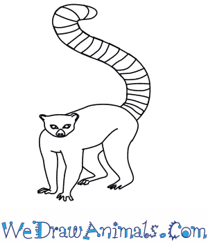 300x350 How To Draw A Ring Tailed Lemur
