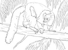 236x176 Black And White Ruffed Lemur Coloring Page Dieren Kleuren