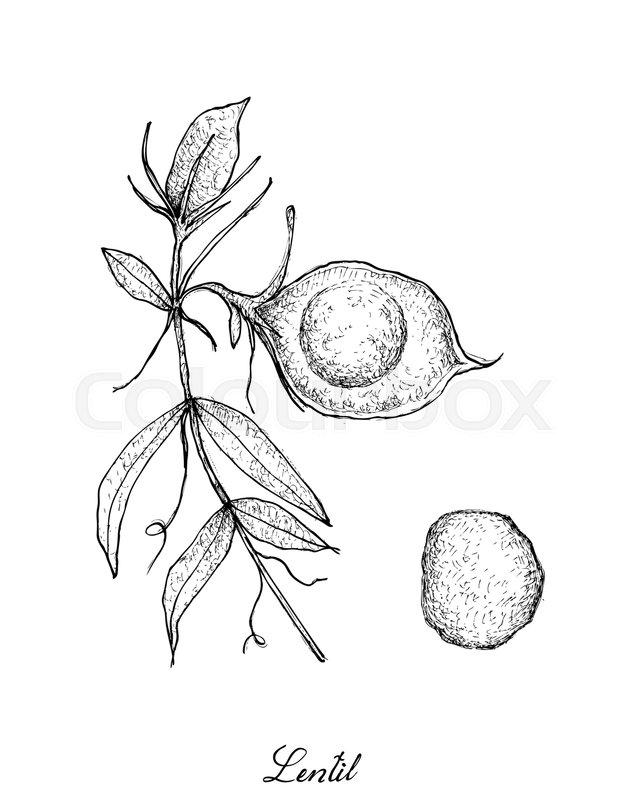 640x800 Vegetable, Illustration Of Hand Drawn Sketch Fresh Lentil Or Lens