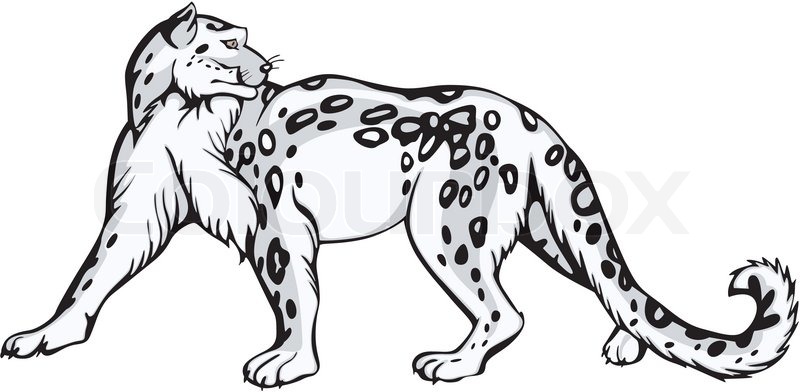 800x392 Snow Leopard Design Stock Vector Colourbox