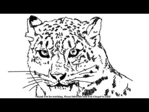 480x360 How To Draw A Cheetah A Snow Leopard Head Big Cats Yzarts