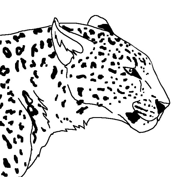 600x600 Leopard Lineart By Dancing Taigan