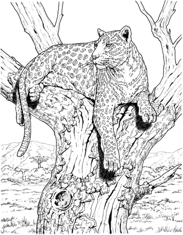 375x480 Leopard Sits On Tree Coloring Page Free Printable Coloring Pages