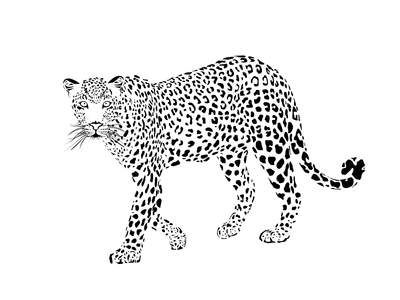 400x300 Leopard Drawing I Did Just For Fun. By Kristijan Binski