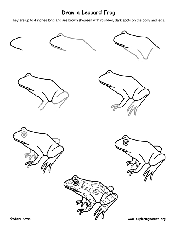 612x792 Frog (Leopard) Drawing Lesson