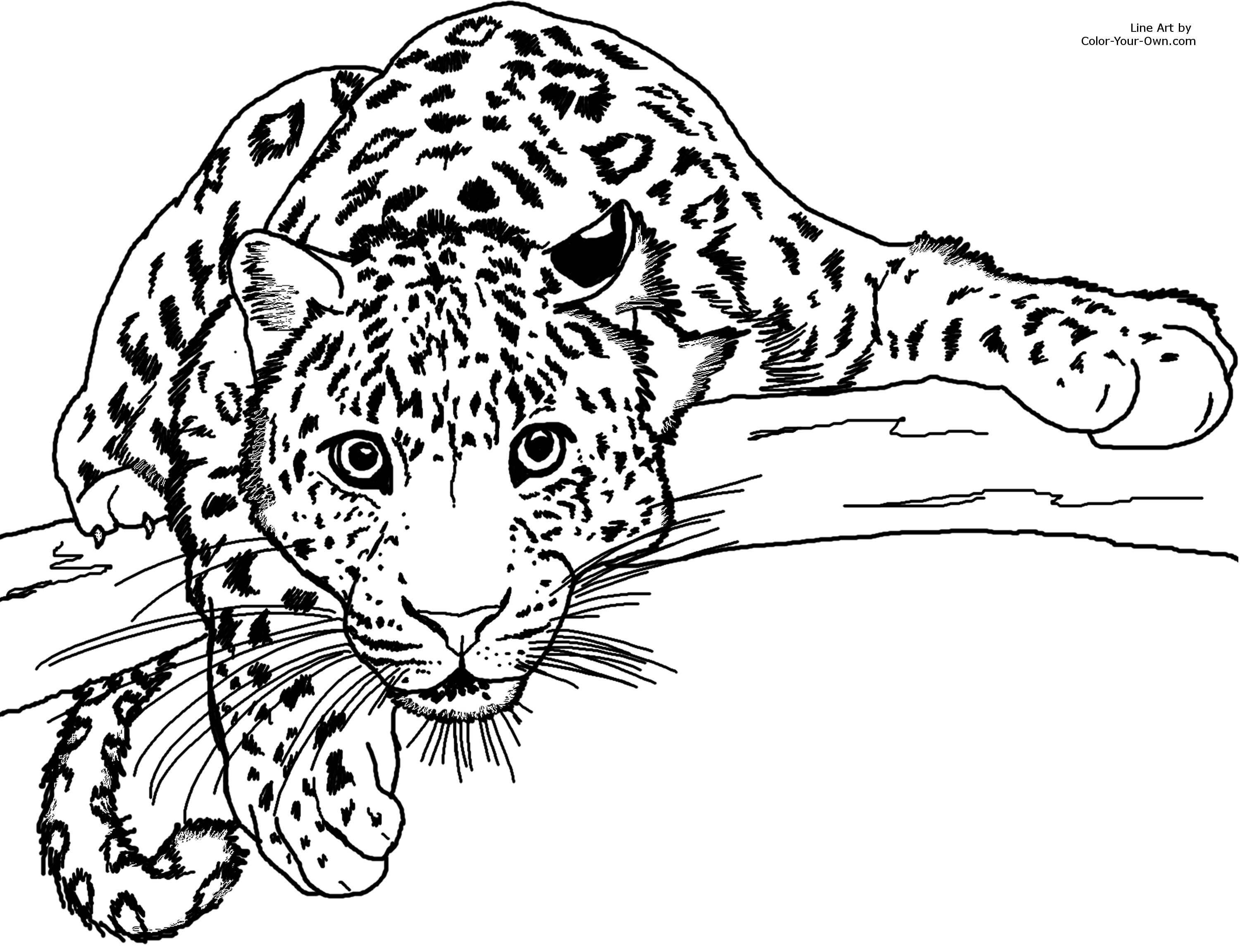 3000x2304 Leopard Face Coloring Page