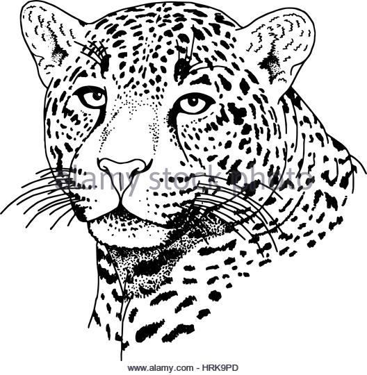 Leopard Face Drawing at GetDrawings | Free download