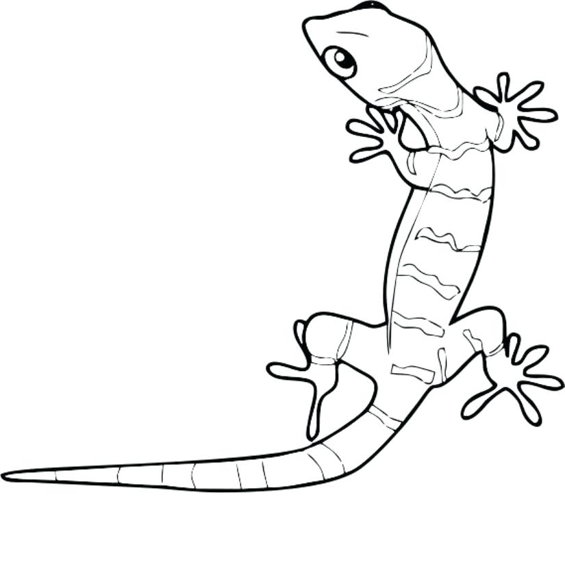 825x821 Gecko Lizard Coloring Pages Leopard Page