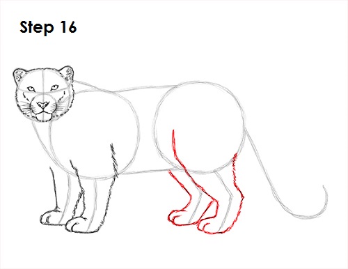 500x386 How To Draw A Snow Leopard
