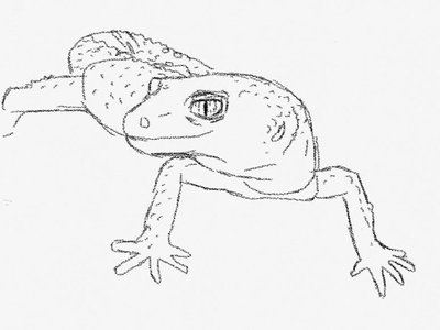 400x300 Leopard Gecko Line Art By Hayleybuggy