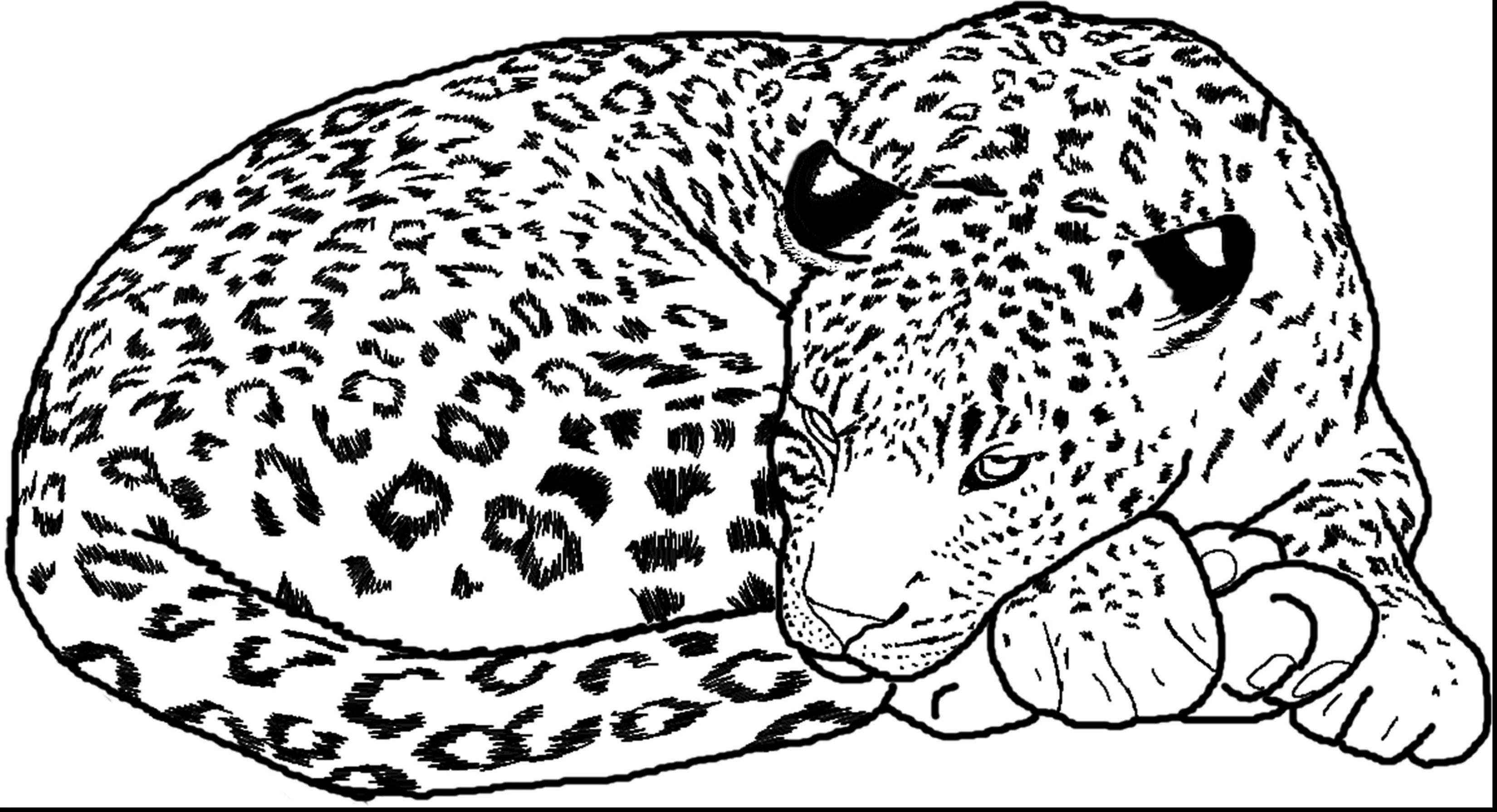 3300x1791 Snow Leopards Coloring Pages Free To Download Printable Leopard
