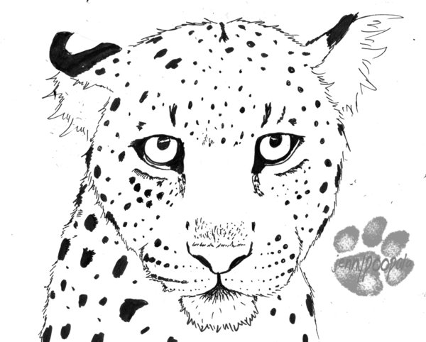 600x482 Leopard Line Drawing