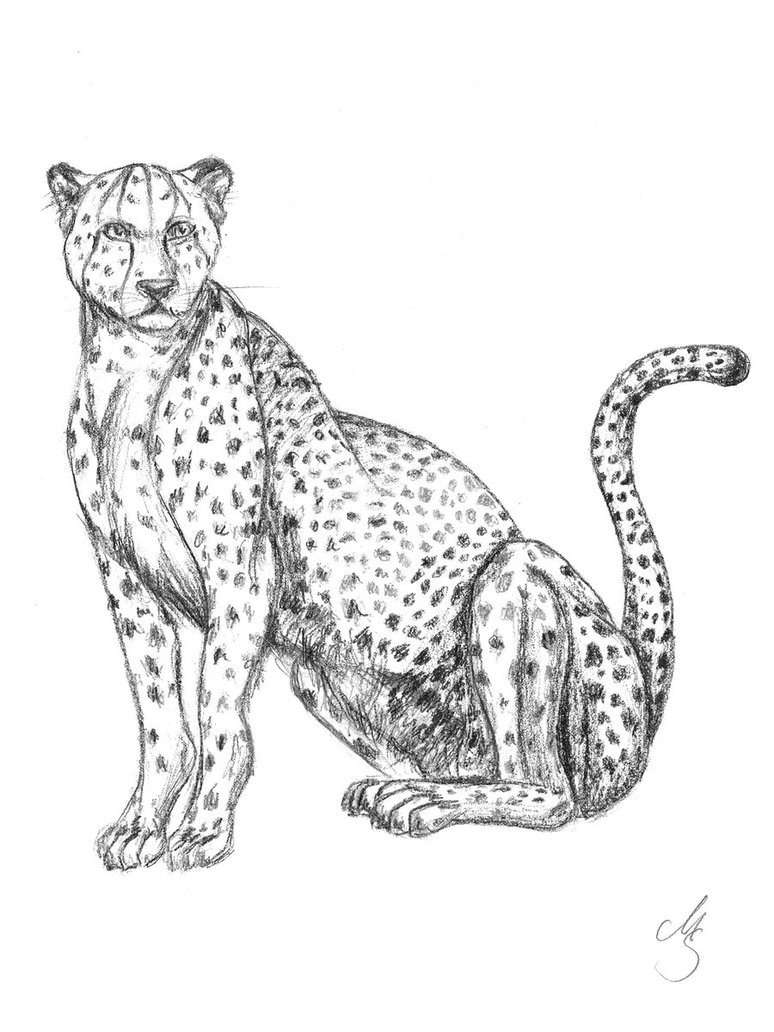 774x1032 Leopard By Sarembaart