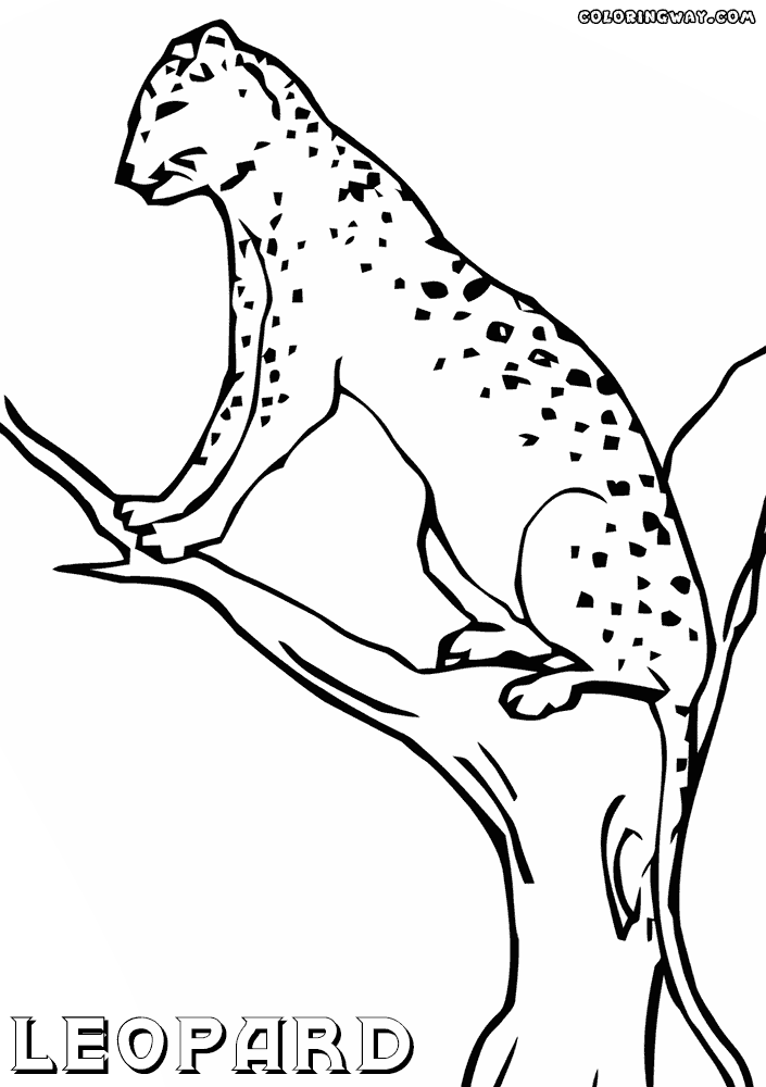 705x1000 Leopard Coloring Pages Coloring Pages To Download And Print