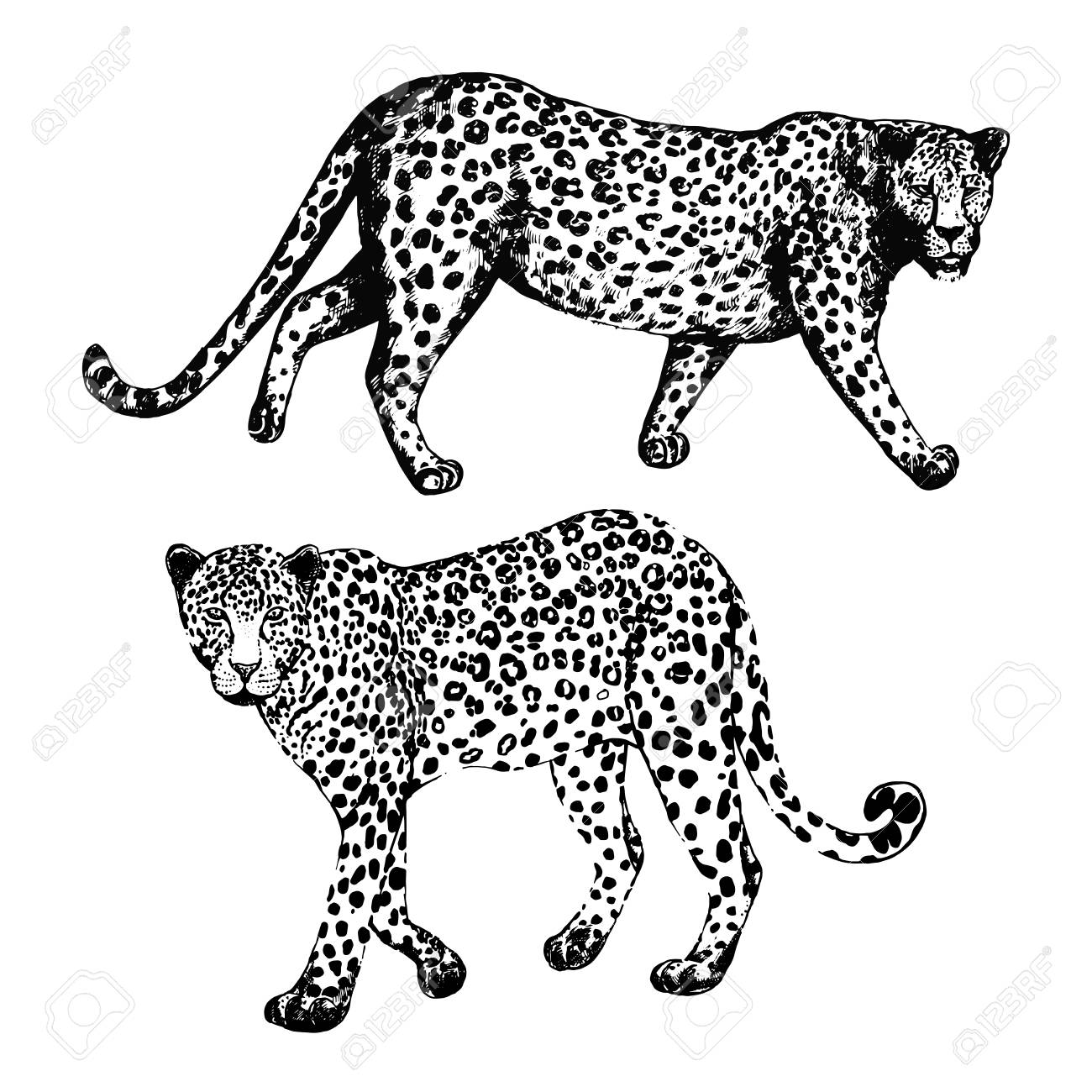 1300x1300 Set Of Hand Drawn Sketch Style Leopards. Vector Illustration