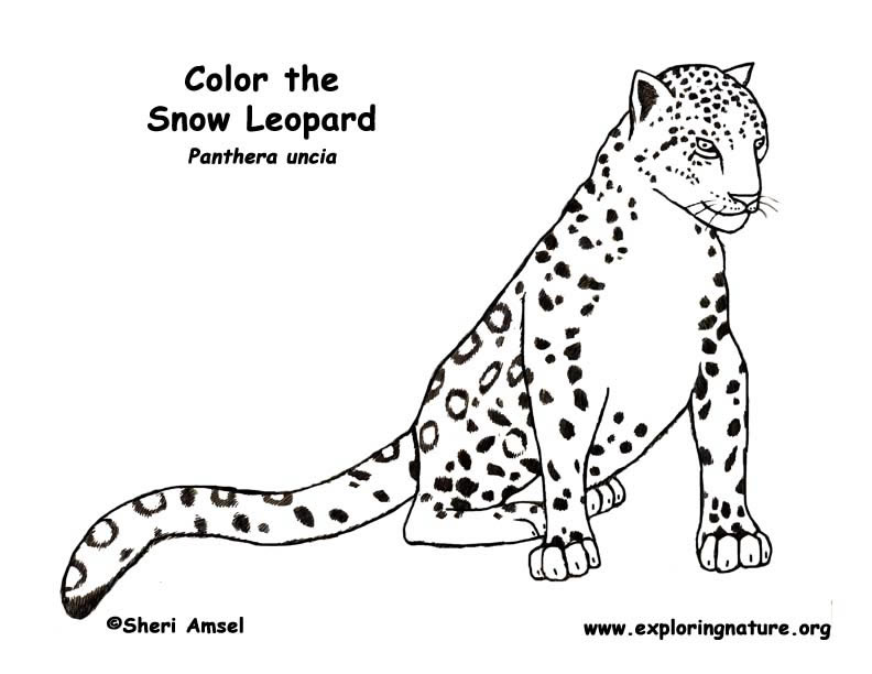 792x612 Snow Leopard Coloring Page