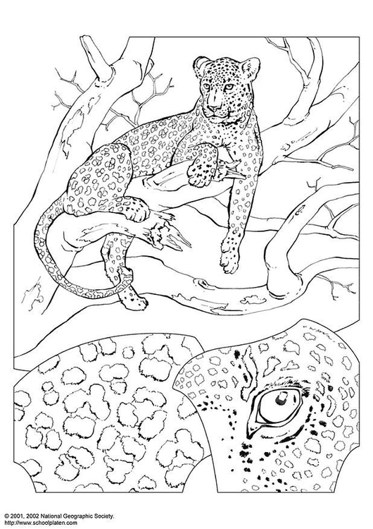 530x750 Coloring Page Leopard