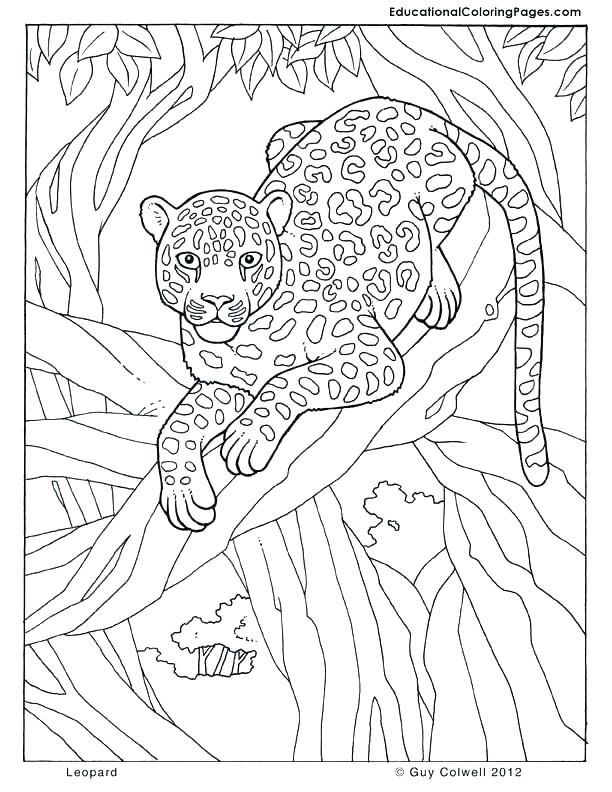 Leopard Line Drawing at GetDrawings | Free download