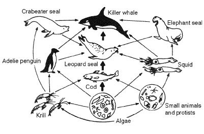 401x264 Food Chain Of A Leopard Seal