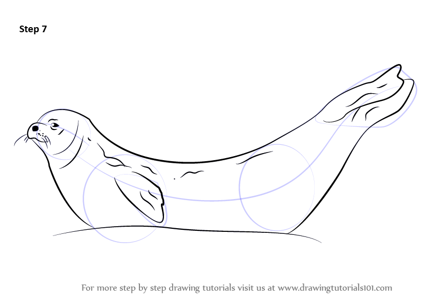 843x596 Learn How To Draw A Weddell Seal (Seals) Step By Step Drawing