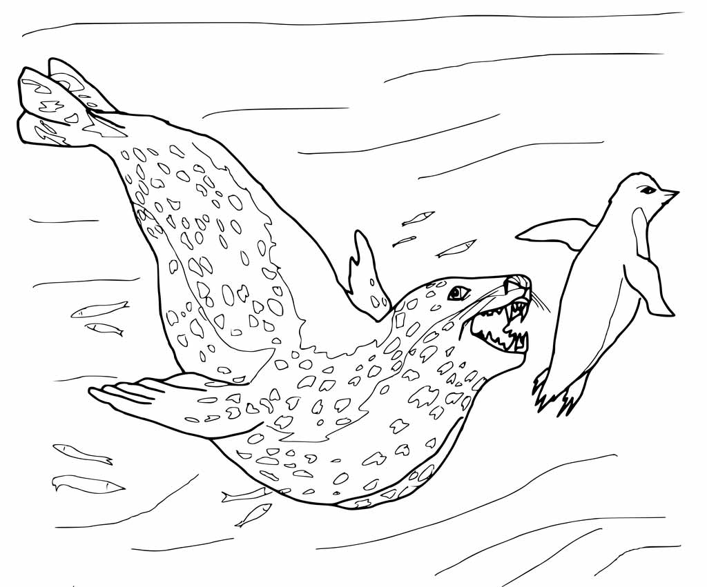 1024x851 Leopard Seal Coloring Page