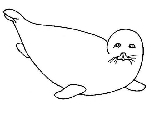 480x377 Little Fur Seal Coloring Page Free Printable Coloring Pages