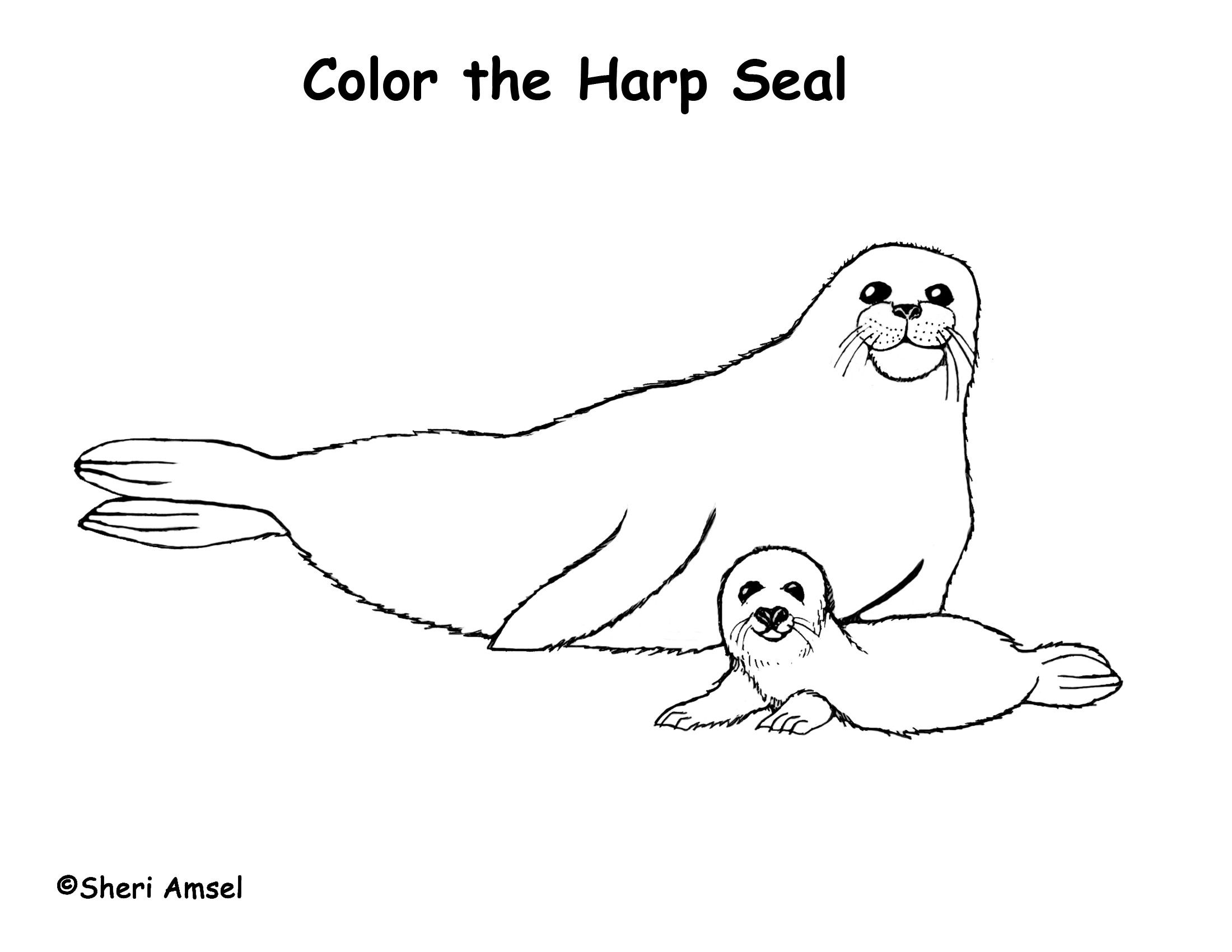 2200x1700 Seal Coloring Page Free Draw To Color