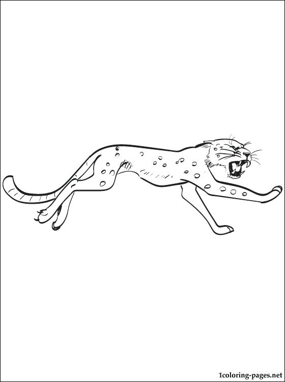 560x750 Leopard Seal Coloring Pages Joandco.co