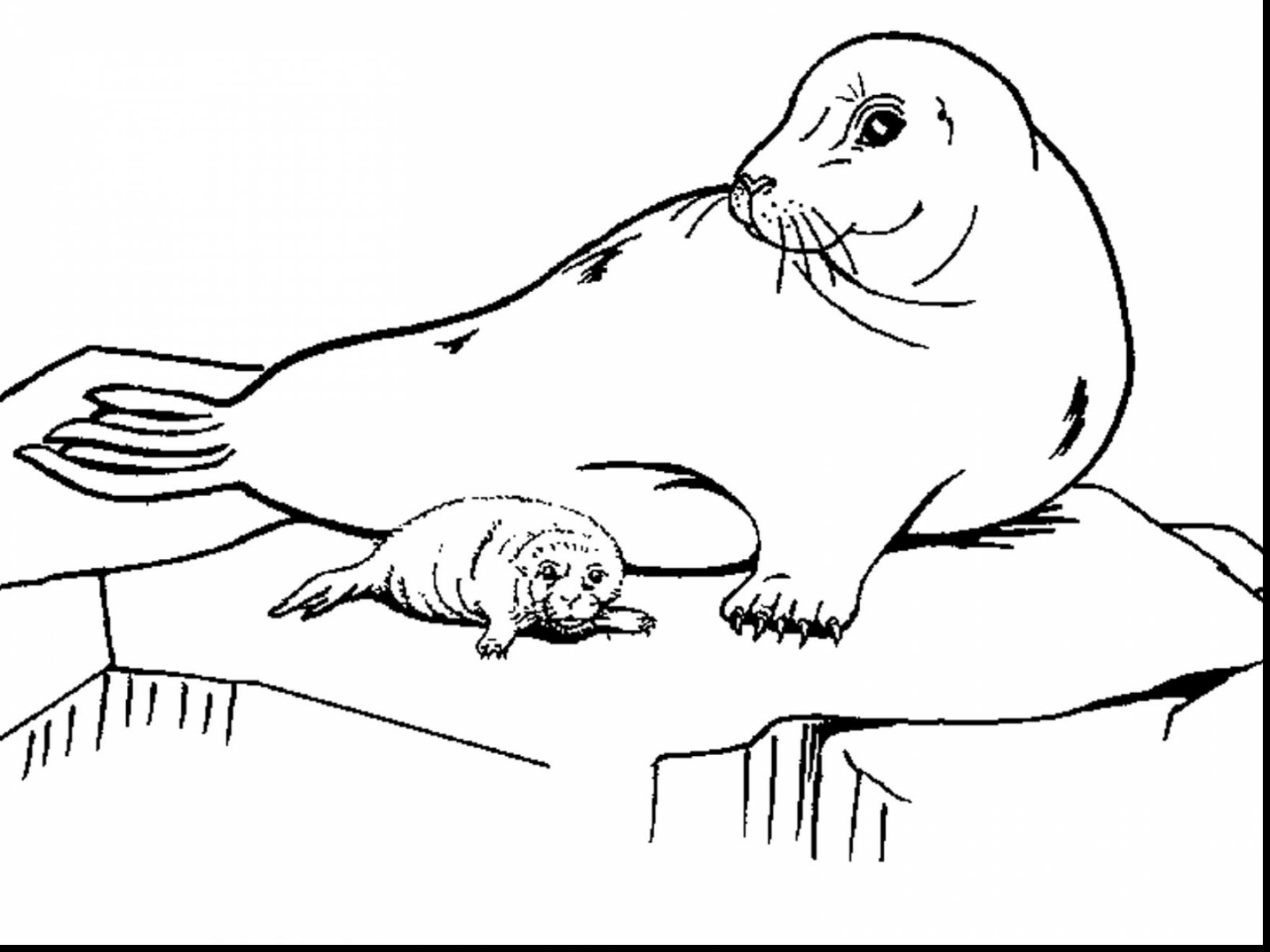 1760x1320 Marvelous Drawings Of Seals Coloring Pages With Seal Coloring