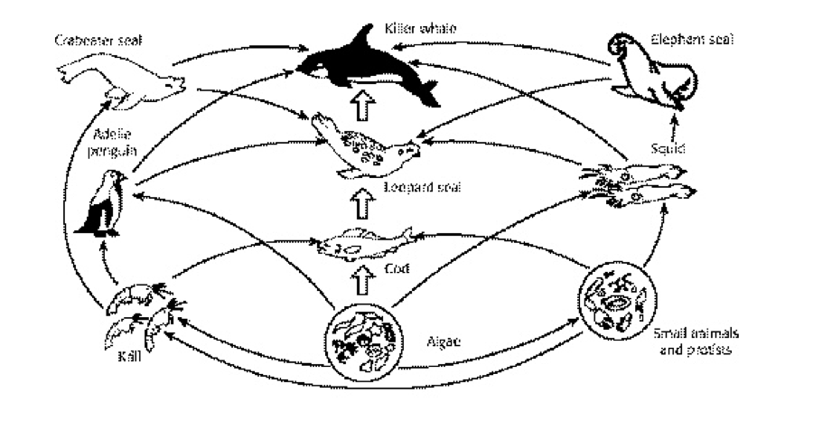 900x466 Roxytsaoh7f Humanities 7f