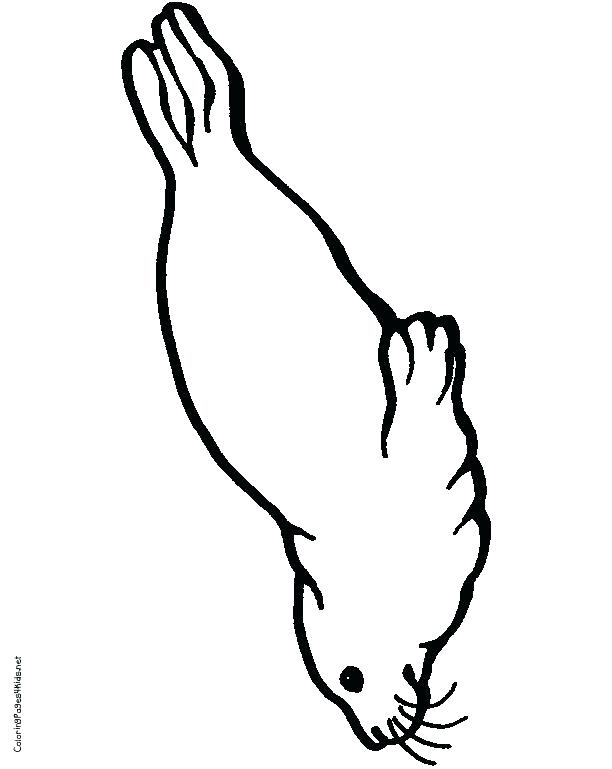 612x769 Coloring Pages Of Seals Elephant Seal Coloring Page Coloring Pages