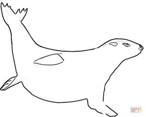 300x242 Drawings Of Seals Coloring Pages