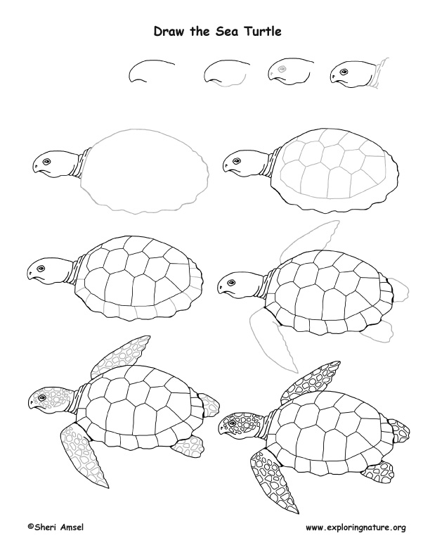 612x792 How To Draw A Sea Turtle Sea Turtle Drawing Lesson Learn To Draw