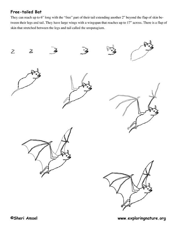 621x796 How To Draw A Bat. Bats Wonderful Bats Bats, Draw