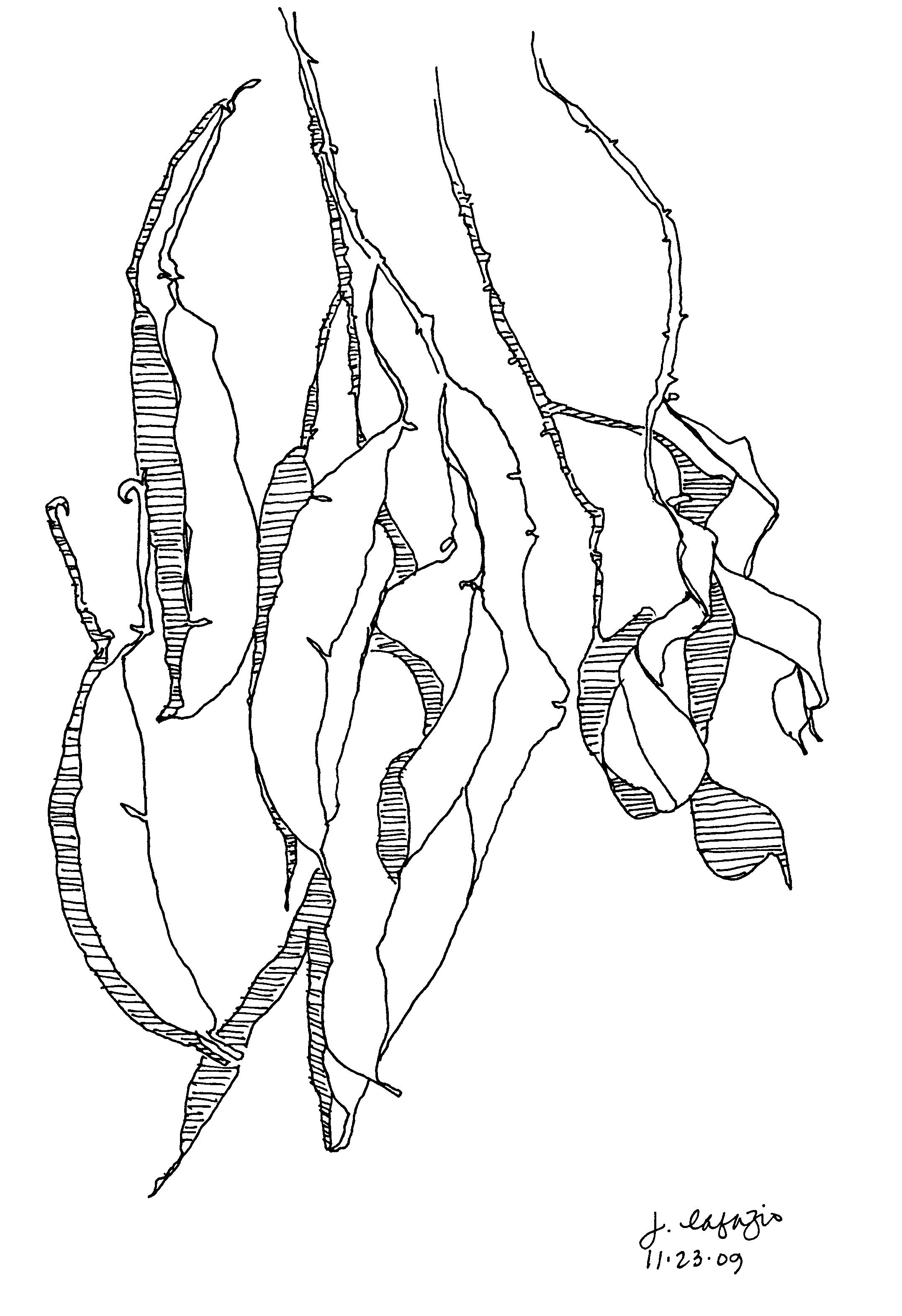 2155x3141 From My Sketchbook