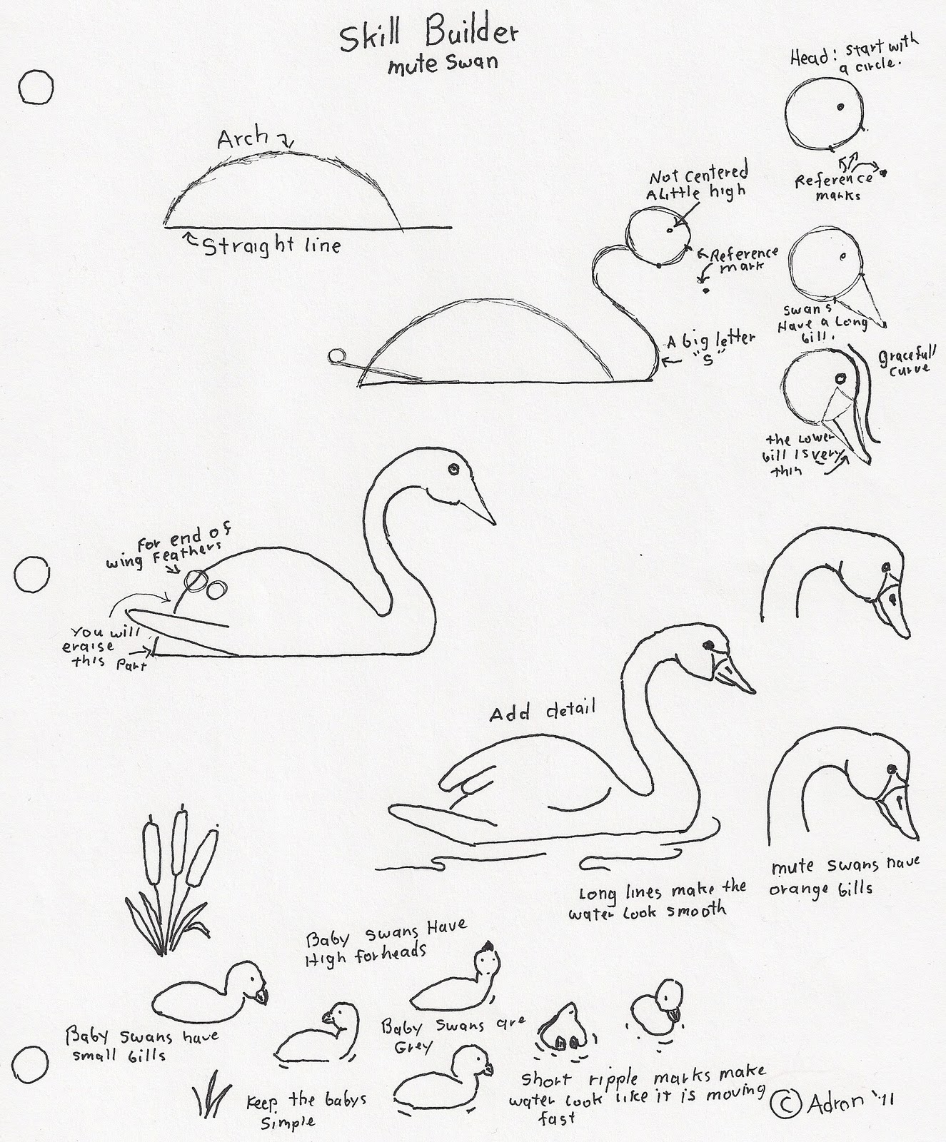 1325x1600 How To Draw A Swan