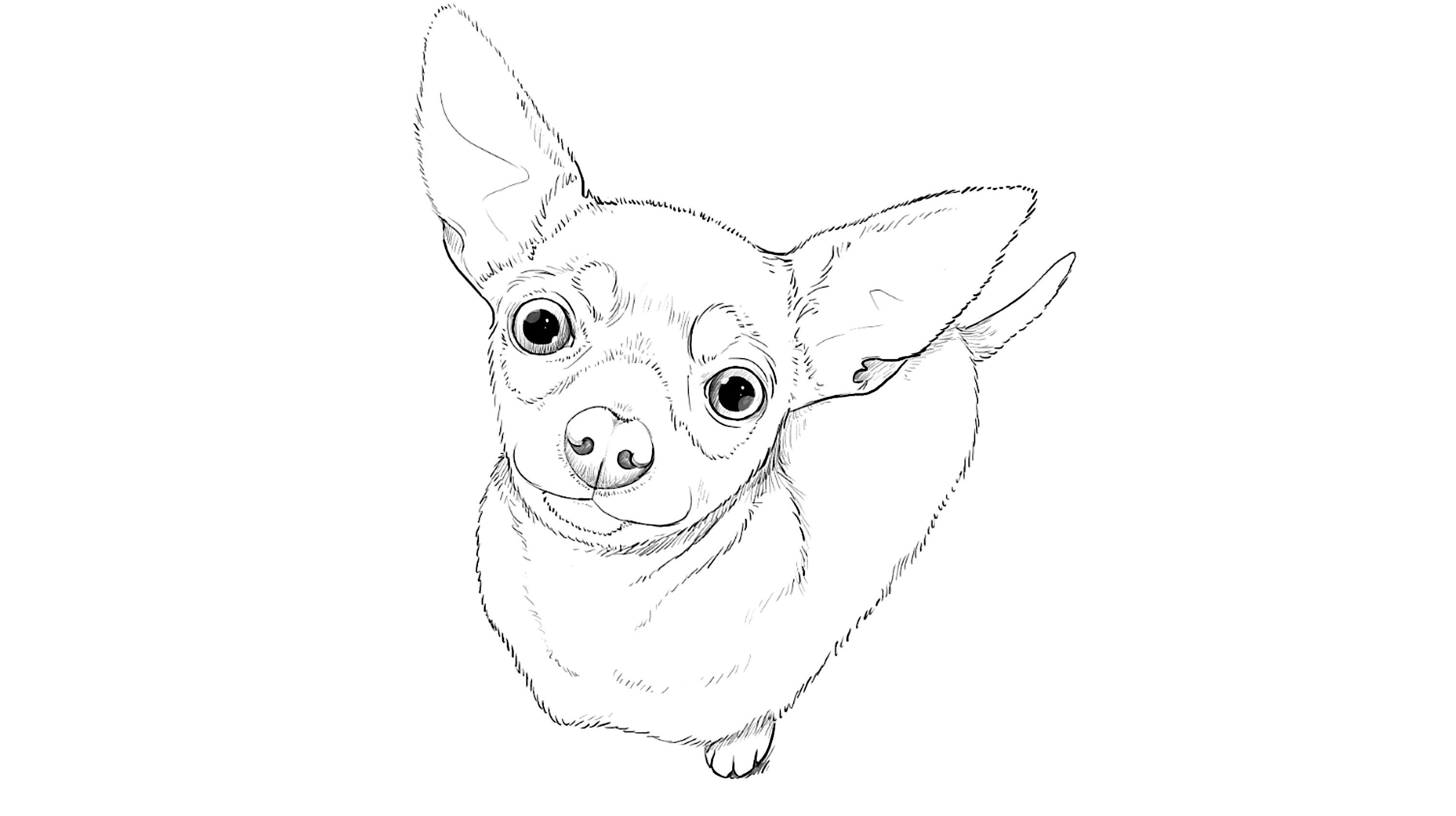 3010x1688 How To Draw Toy Terrier
