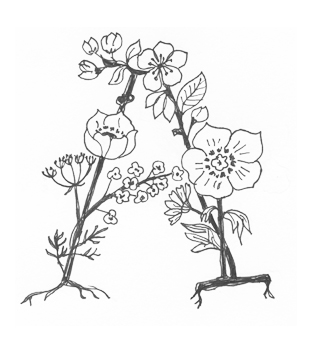 324x342 Image Result For Botanical Letter A A B C Free