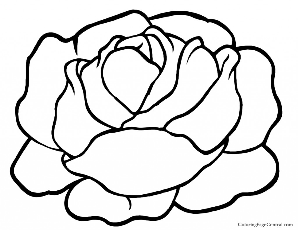 1024x791 Lettuce 01 Coloring Page Coloring Page Central