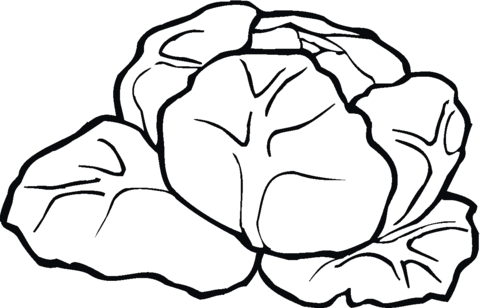 480x308 Lettuce 6 Coloring Page Free Printable Coloring Pages