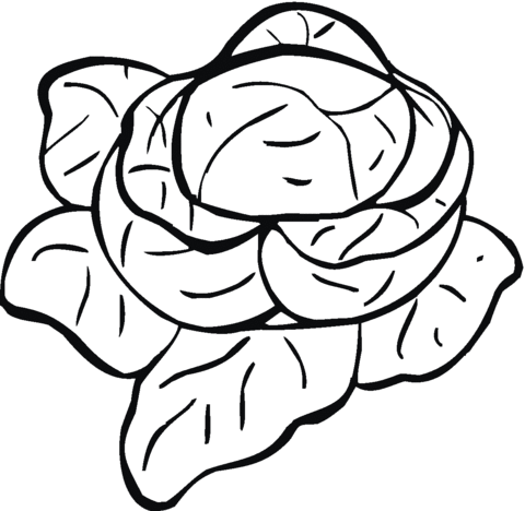 480x468 Lettuce 9 Coloring Page Free Printable Coloring Pages